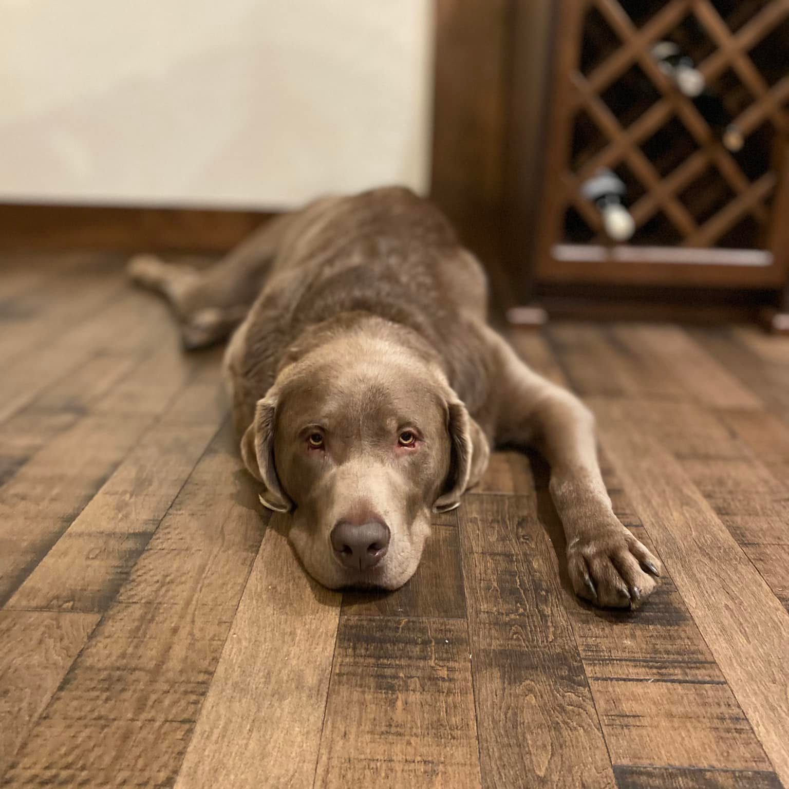 Huckleberry, the North Ridge site security dog